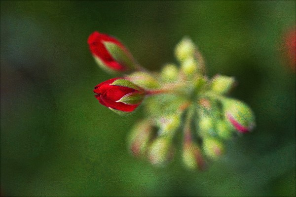Geranium Buds Red Textured by Joy Watson